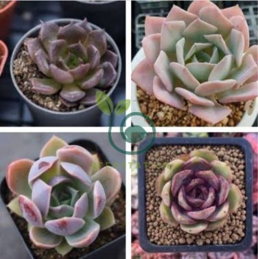 Echeveria Purpusorum 200 seeds