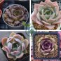 Echeveria Purpusorum 200 seeds