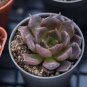 Echeveria Purpusorum 200 seeds