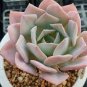 Echeveria Purpusorum 200 seeds