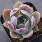 Echeveria Purpusorum 200 seeds