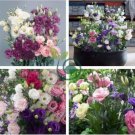 Mixed Eustoma 200 seeds
