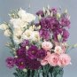 Mixed Eustoma 200 seeds