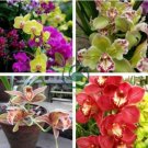 Mixed 8 Colors Rare Cymbidium Orchid Plant 200 seeds
