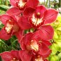 Mixed 8 Colors Rare Cymbidium Orchid Plant 200 seeds