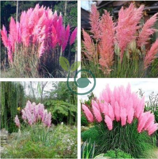 Pampas Grass Rare Flower Bonsai 1000 Seeds