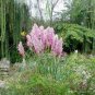 Pampas Grass Rare Flower Bonsai 1000 seeds
