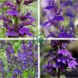 Purple Flower Lobelia vedrariensis 1000 seeds