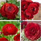 Double Ranunculus Asiaticus Flower 200 seeds