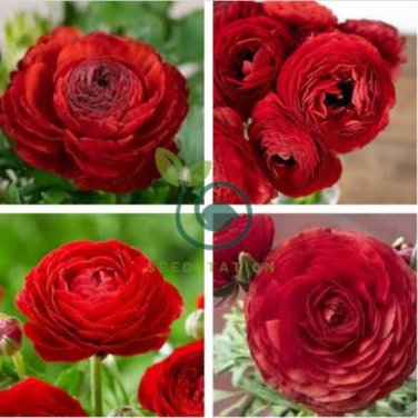 Double Ranunculus Asiaticus Flower 200 seeds
