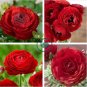 Double Ranunculus Asiaticus Flower 200 seeds