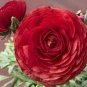 Double Ranunculus Asiaticus Flower 200 seeds