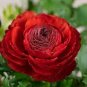 Double Ranunculus Asiaticus Flower 200 seeds