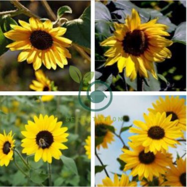 Kinds Different Flower Plant 200 seeds