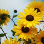 Kinds Different Flower Plant 200 seeds