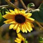 Kinds Different Flower Plant 200 seeds