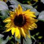 Kinds Different Flower Plant 200 seeds