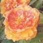 Rare Perennial Peony Flower Tree Plantas 20 seeds