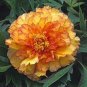 Rare Perennial Peony Flower Tree Plantas 20 seeds