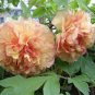 Rare Perennial Peony Flower Tree Plantas 20 seeds