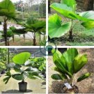 Ruffled Fan Palm 200 seeds