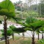 Ruffled Fan Palm 200 seeds