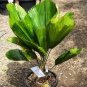 Ruffled Fan Palm 200 seeds