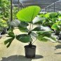 Ruffled Fan Palm 200 seeds