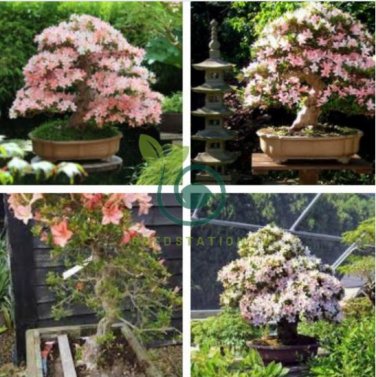 Rhododendron Flower Easy 200 seeds