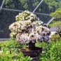 Rhododendron Flower Easy 200 seeds