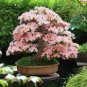 Rhododendron Flower Easy 200 seeds