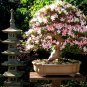 Rhododendron Flower Easy 200 seeds