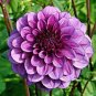 Dahlia Flower Seed Mexico's National Flower 100 seeds