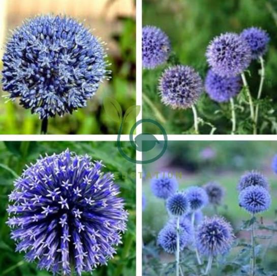 Rare Color Giant Allium Giganteum Beautiful Flower 200 seeds