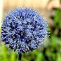 Rare Color Giant Allium Giganteum Beautiful Flower 200 seeds