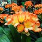 Clivia Miniata Bonsai Gorgeous 200 seeds