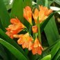 Clivia Miniata Bonsai Gorgeous 200 seeds