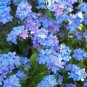 Rare Myosotis Silvatica 100 seeds
