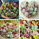 Mix Lithops Bonsai Living Stones Succulent Cactus Organic Garden 200 seeds