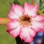 Beautiful White Borde rRed Desert Rose Flowers 2 seeds