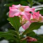 Beautiful White Borde rRed Desert Rose Flowers 2 seeds