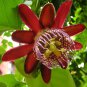 Passion Flower Bonsai Perennial Evergreen Climbing Woody 40 seeds