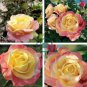 New Bella Roma Rose Bush Plant 100 seeds