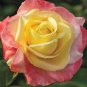 New Bella Roma Rose Bush Plant 100 seeds