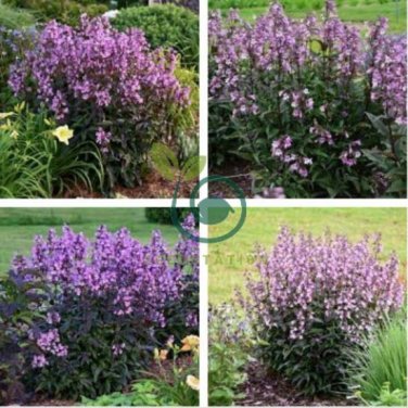 Mixed Beardtongues Penstemon Perennial Flowering 400 seeds