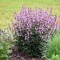 Mixed Beardtongues Penstemon Perennial Flowering 400 seeds