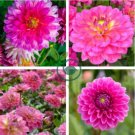 Pieces Flowers Beautiful Seven Color Dahlia 200 seeds