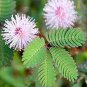 Sensitive Plant Grass Flower Bonsai 200 seeds
