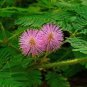 Sensitive Plant Grass Flower Bonsai 200 seeds