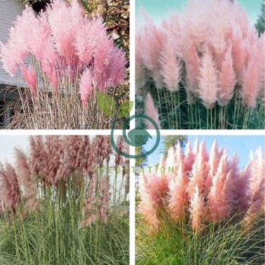 Rare Colorful Pampas Grass Cortaderia 300 seeds